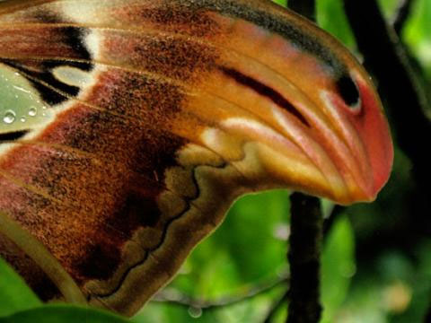 Cận cảnh loại bướm có tên trong sách đỏ Việt Nam