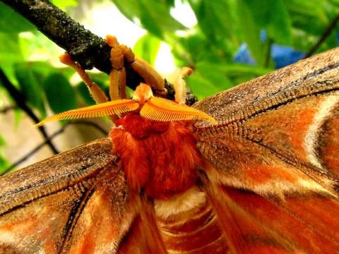 Cận cảnh loại bướm có tên trong sách đỏ Việt Nam