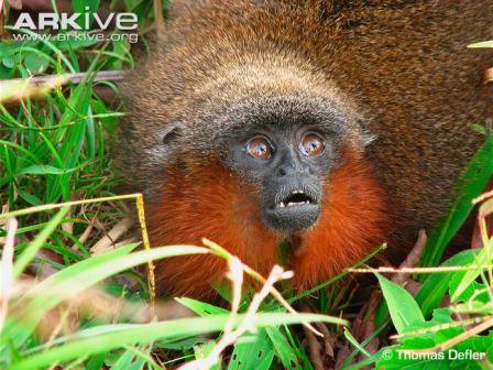 Cận cảnh loài khỉ Titi mới ở Columbia