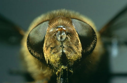 Cận cảnh mắt côn trùng
