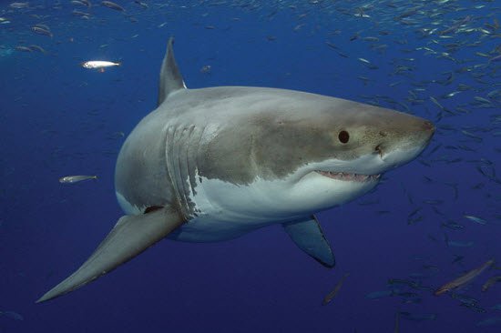 Cận cảnh những loài cá mập nguy hiểm nhất thế giới