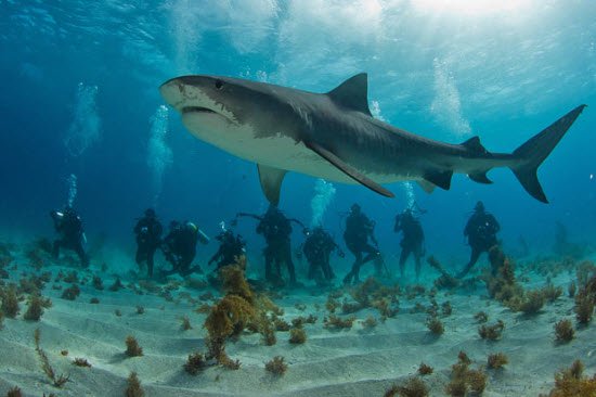 Cận cảnh những loài cá mập nguy hiểm nhất thế giới