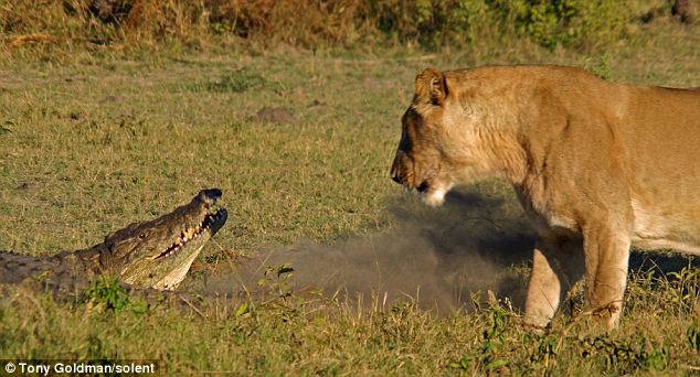 Cận cảnh sư tử cái giết cá sấu bảo vệ con