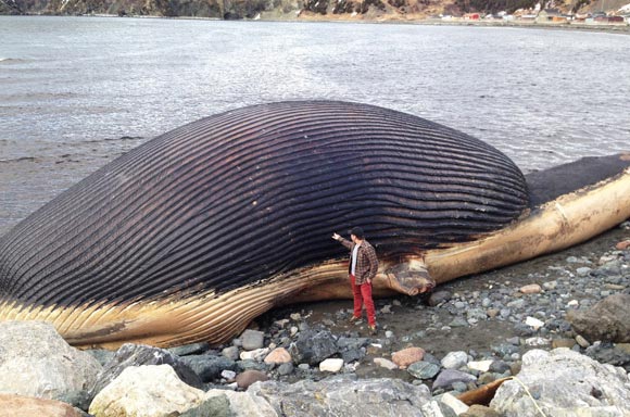 Cận cảnh trái tim khủng nhất thế giới của cá voi xanh