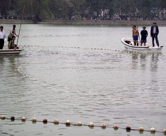 Căn cứ chứng minh Rùa Hồ Gươm là hậu duệ thần rùa