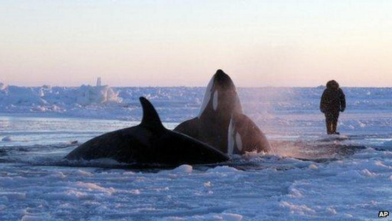 Canada: Chạy đua cứu cá voi mắc kẹt trong băng