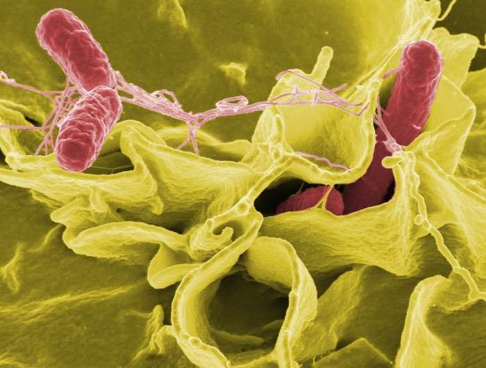 Cảnh báo: Dưa leo nhiễm khuẩn salmonella chết người đang ngày càng lan rộng