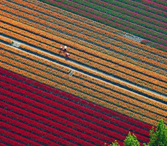 Cánh đồng hoa tulip thần kỳ