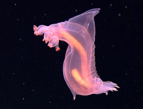 Cảnh tượng kỳ thú dưới biển tại Indonesia