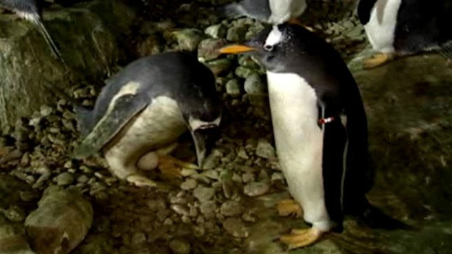 Cặp chim cánh cụt đồng tính đã có trứng để ấp