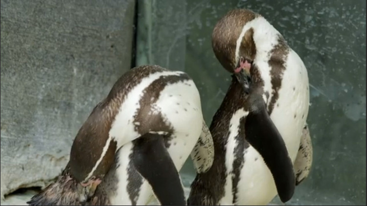 Cặp chim cánh cụt đồng tính kỷ niệm 10 năm chung sống