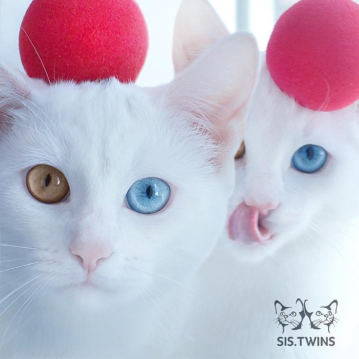 Cặp mèo song sinh hai màu mắt gây sốt trên mạng xã hội