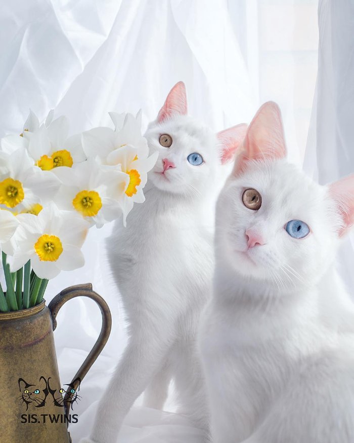 Cặp mèo song sinh hai màu mắt gây sốt trên mạng xã hội