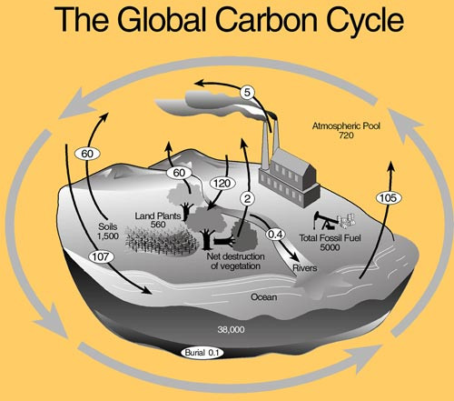 Carbon trên Trái Đất được lưu trữ ở đâu?