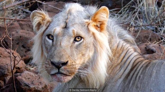 Câu chuyện về sư tử cái Elsa và cuộc đấu tranh ngăn chặn những kẻ săn bắt động vật hoang dã