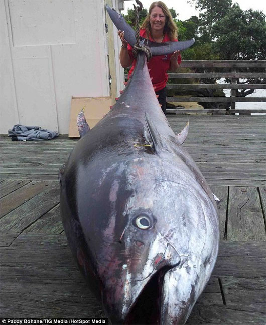 Câu được cá ngừ siêu khủng nặng 411,6kg