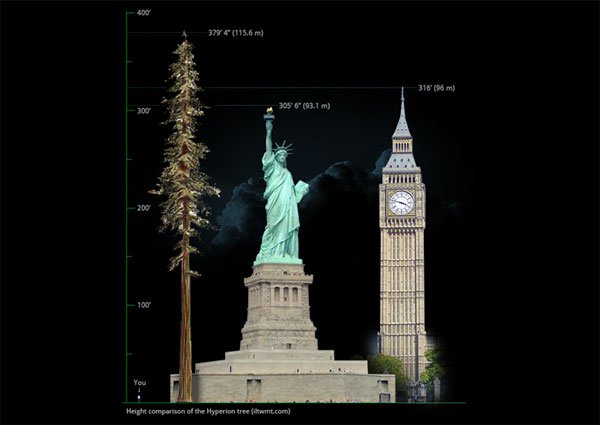 Cây cao nhất thế giới tính tới hiện tại cao bao nhiêu mét?