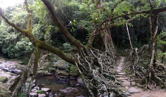 Cây cầu bằng rễ cây độc nhất trên hành tinh