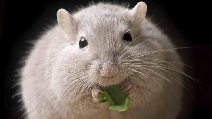 Cấy ghép tế bào beta của con người vào chuột, chữa khỏi bệnh tiểu đường