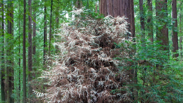 Cây ma bí ẩn không cần quang hợp trong rừng Mỹ