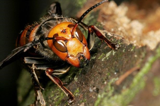 Chân dung ong khổng lồ giết người hàng loạt ở châu Á