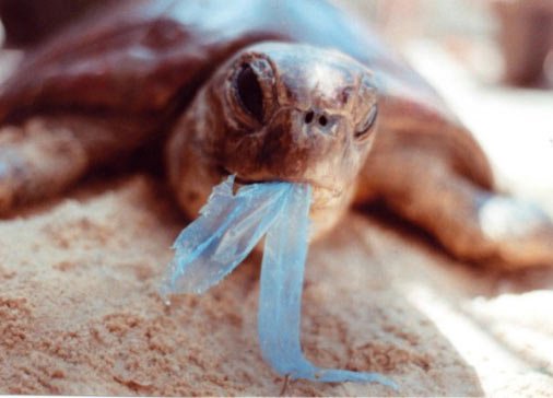 Chất thải nhựa đang đầu độc đại dương