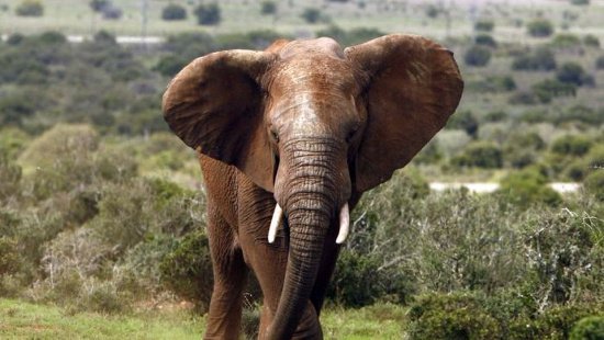 Châu Phi có thể sạch bóng voi rừng