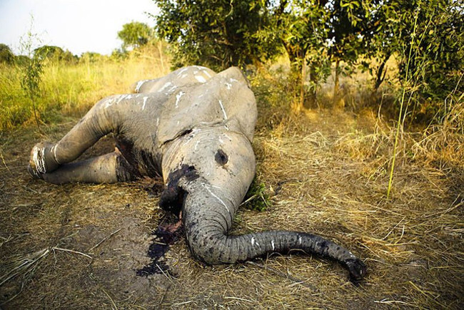 Châu Phi đau đớn, bất lực đứng nhìn 1/3 đàn voi của mình ra đi trong 7 năm vừa qua