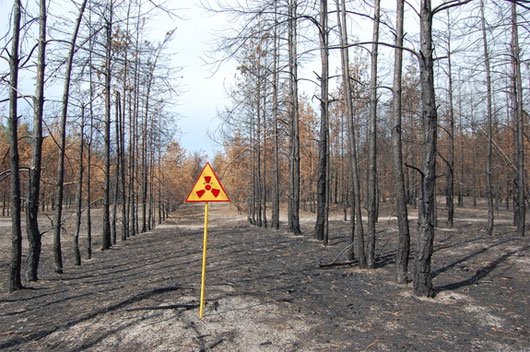 Chernobyl: Rừng cây kỳ lạ 30 năm không phân hủy