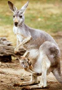 Chiếc túi của kangaroo dùng để làm gì?