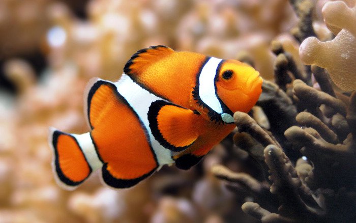 Chiêm ngưỡng 4 loài cá đặc biệt nhất thế giới