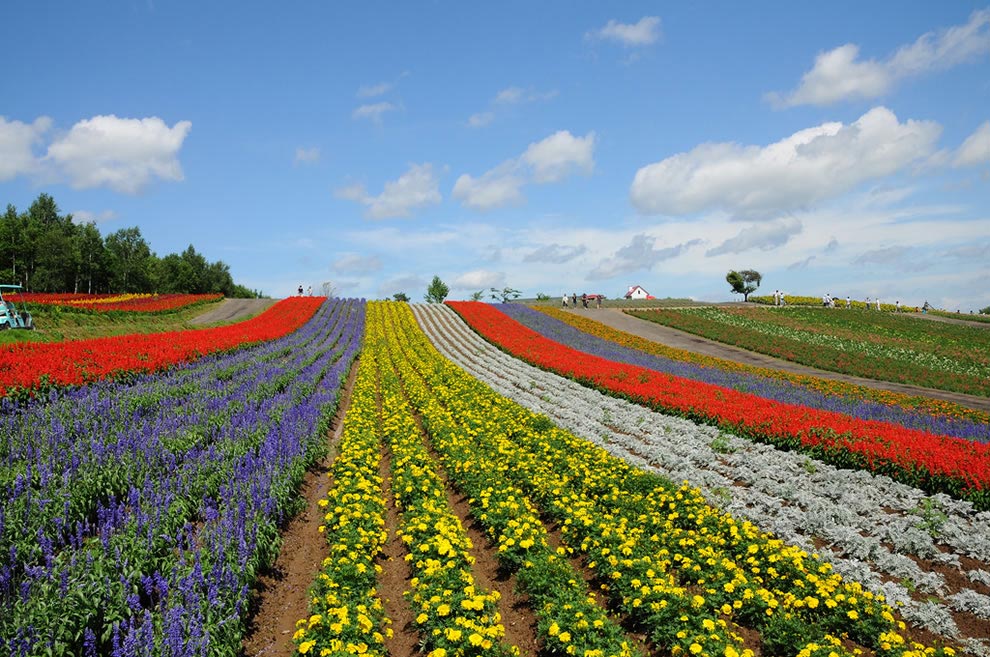 Chiêm ngưỡng những cánh đồng hoa đẹp hút hồn ở Nhật Bản