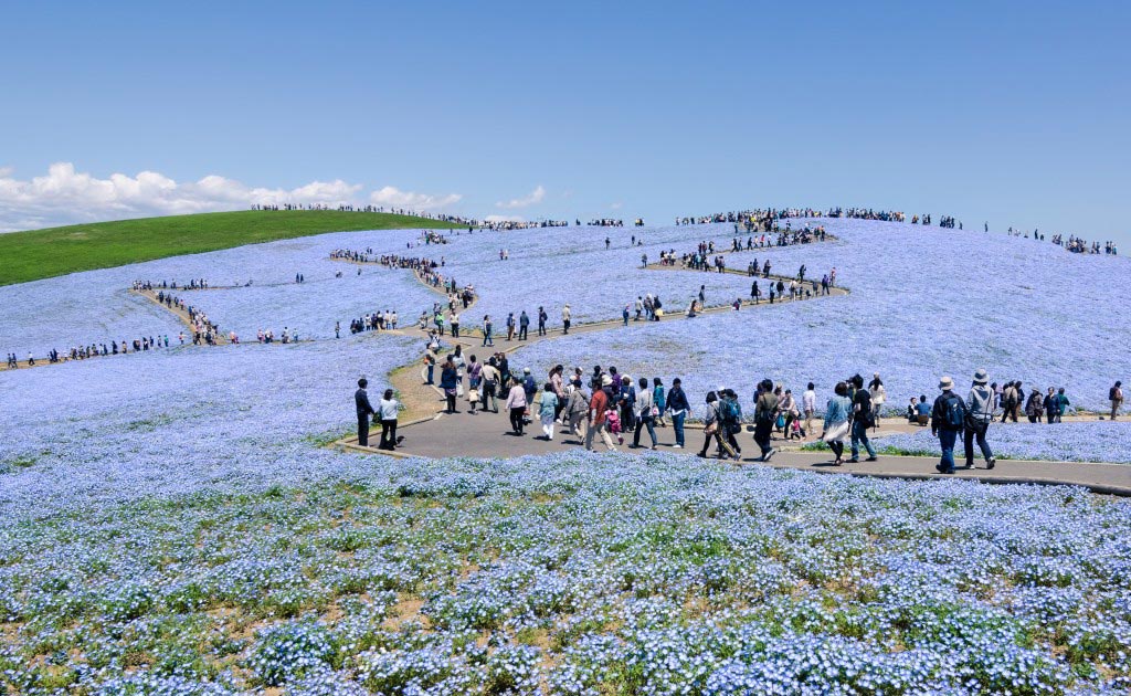 Chiêm ngưỡng những cánh đồng hoa đẹp hút hồn ở Nhật Bản