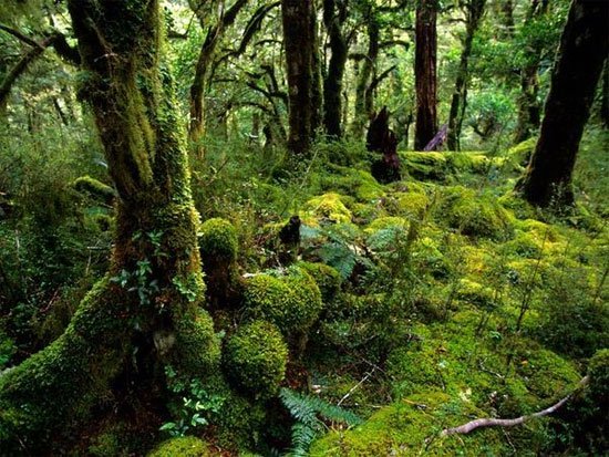 Chiêm ngưỡng vẻ đẹp của những khu rừng độc lạ trên thế giới