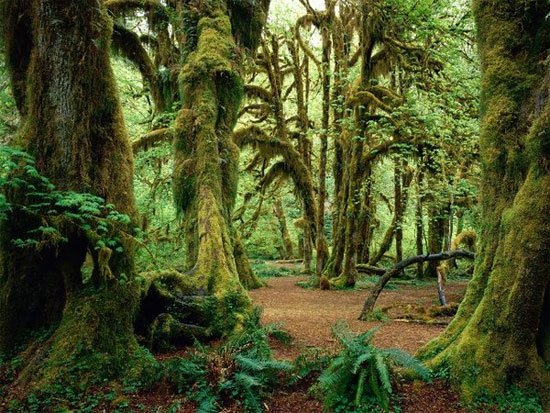 Chiêm ngưỡng vẻ đẹp của những khu rừng độc lạ trên thế giới