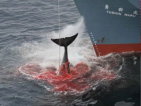 Chile phản đối hành động săn bắt cá voi của Nhật