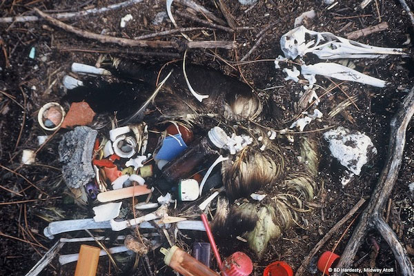 Chim biển sẽ chết dần vì nuốt rác nhựa