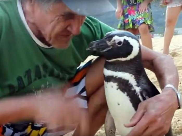 Chim cánh cụt bơi 8.000km về thăm ân nhân cứu mạng
