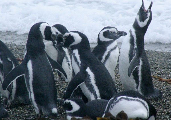 Chim cánh cụt chết hàng loạt tại Brazil