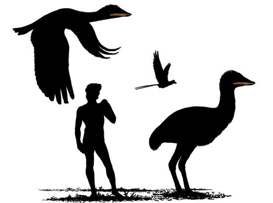 Chim khổng lồ cùng thời với khủng long