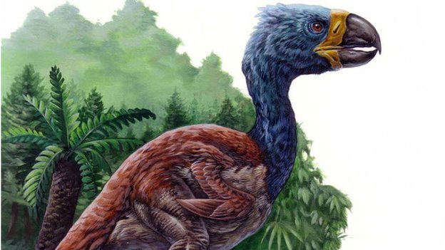Chim khổng lồ DIatryma không phải là loài ăn thịt