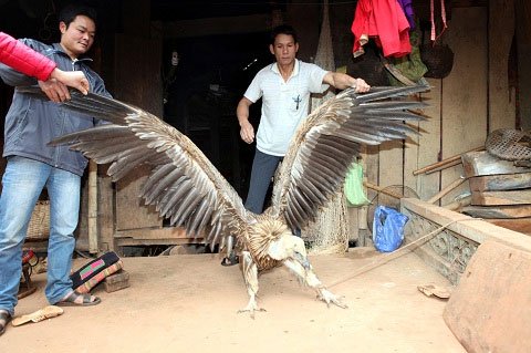 Chim lạ bên hồ sông Đà là đại bàng đầu trọc