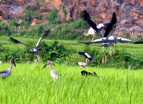 Chim lạ ở Lai Châu là cò nhạn