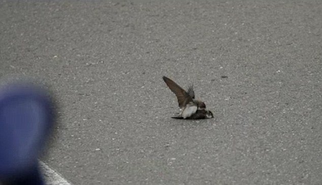 Chim nhạn cát cố gắng giao phối đồng tính với con trống đã chết