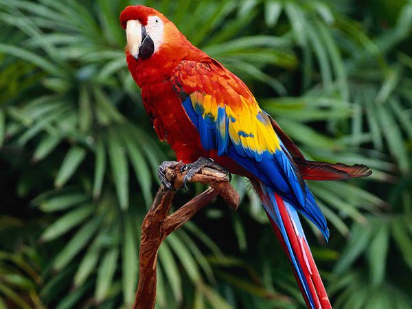 Chim phân biệt được nhiều màu sắc hơn người