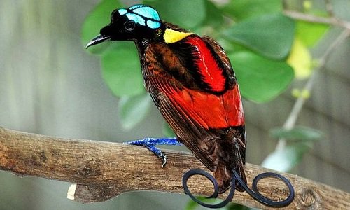 Chim thiên đường Wilson - Loài chim đẹp nhất thế giới