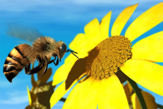 Chính phủ Mỹ bị kiện vì ong