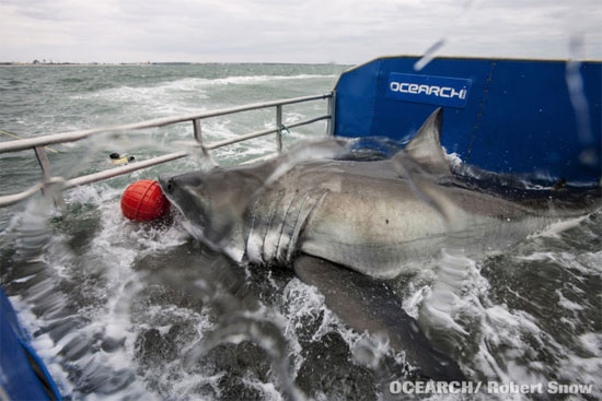 Chinh phục cá mập trắng nặng 1000kg