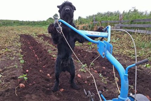 Chó biết xới đất, làm vườn như người