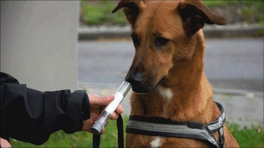 Chó có khả năng phát hiện… ung thư phổi